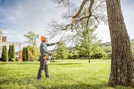 Best Tree Health Inspection  in Portola, CA