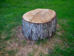 Best Stump Grinding and Removal  in Portola, CA
