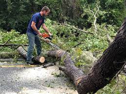 Best Root Management and Removal  in Portola, CA