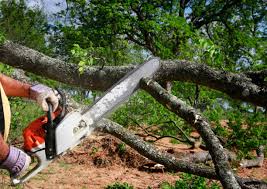 Reliable Portola, CA Tree Care Solutions