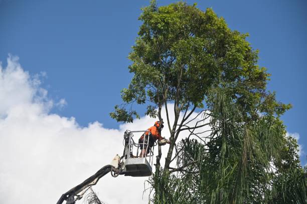 Best Tree and Shrub Care  in Portola, CA
