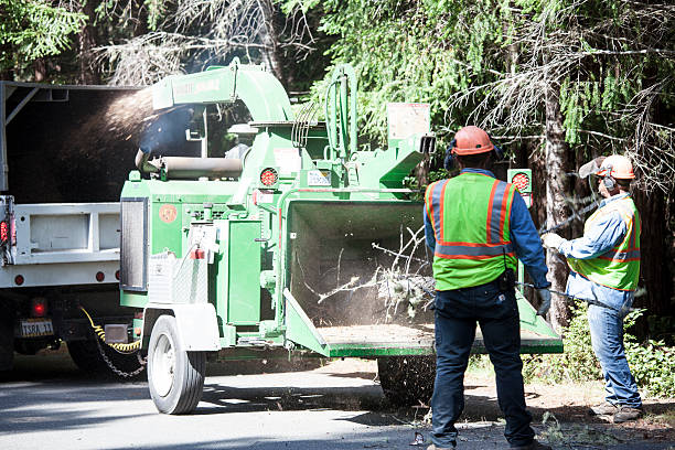 Best Tree Trimming and Pruning  in Portola, CA
