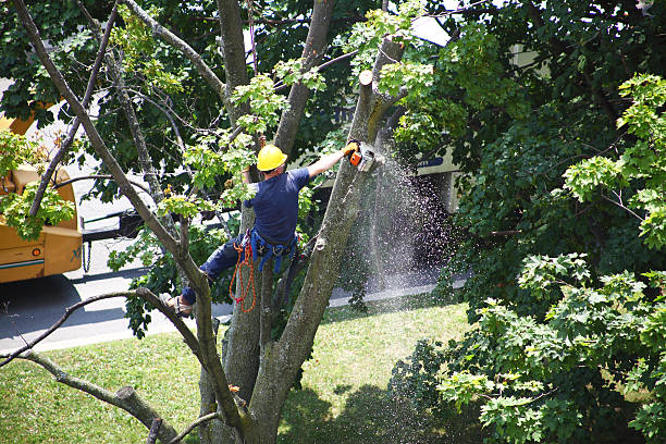 Best Weed Control  in Portola, CA