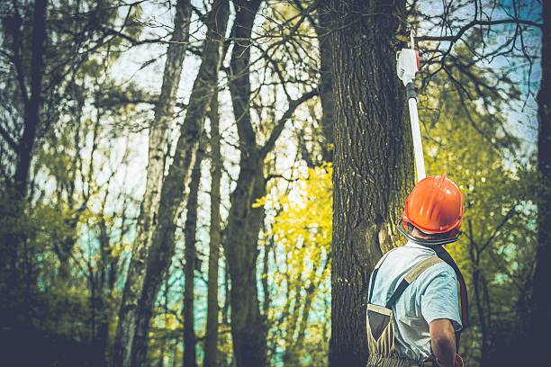 Best Tree Maintenance Programs  in Portola, CA