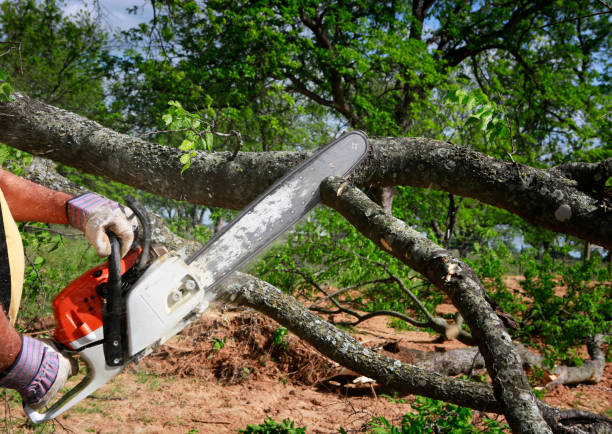 Best Tree Cabling and Bracing  in Portola, CA